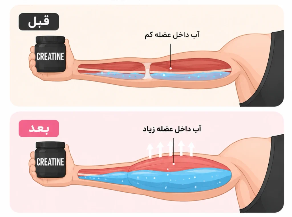 تفاوت افزایش آب عضلات و افزایش چربی بدن هنگام مصرف کراتین